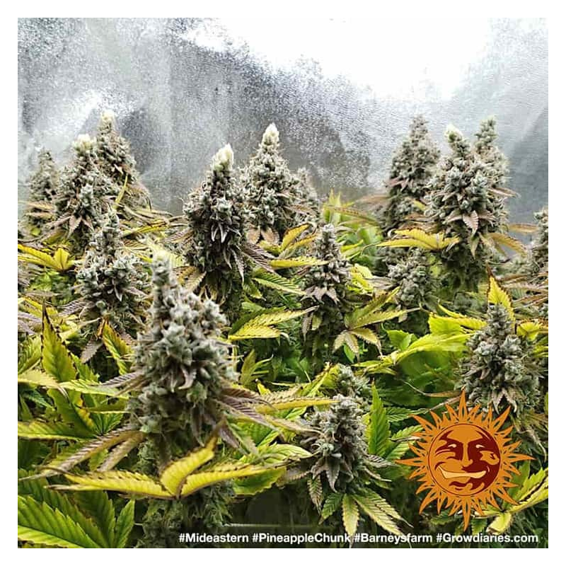 Pineapple Chunk, Фасовка: 3, изображение 6